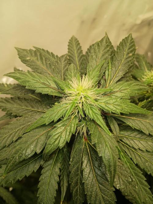 PEYOTE GORILLA. Week 17