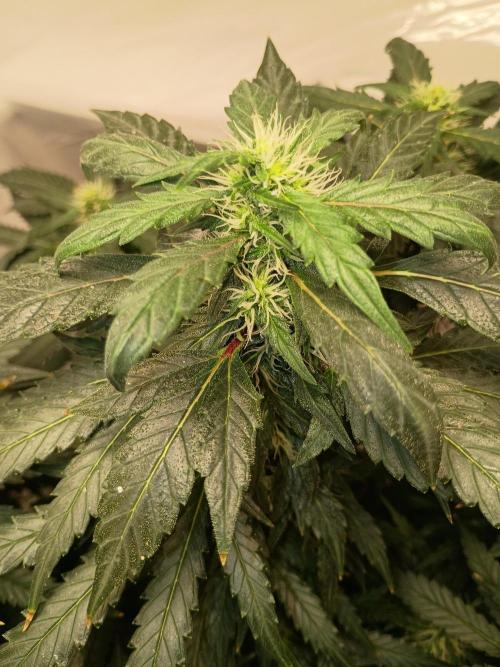 PEYOTE GORILLA. Week 17