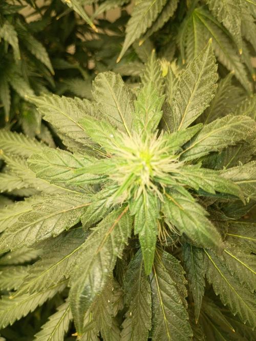 PEYOTE GORILLA. Week 17