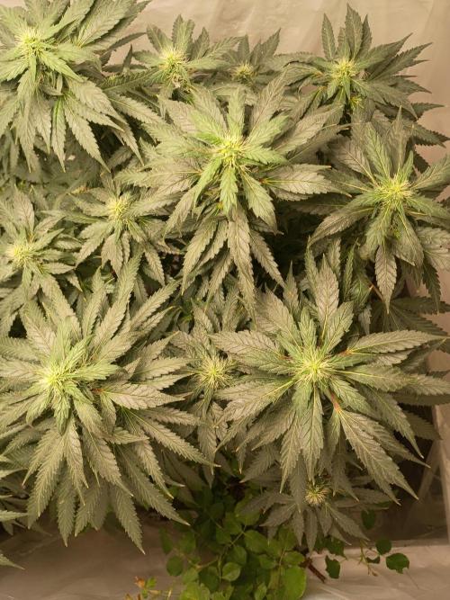 TS1000 Full Spectrum LED. Week 17