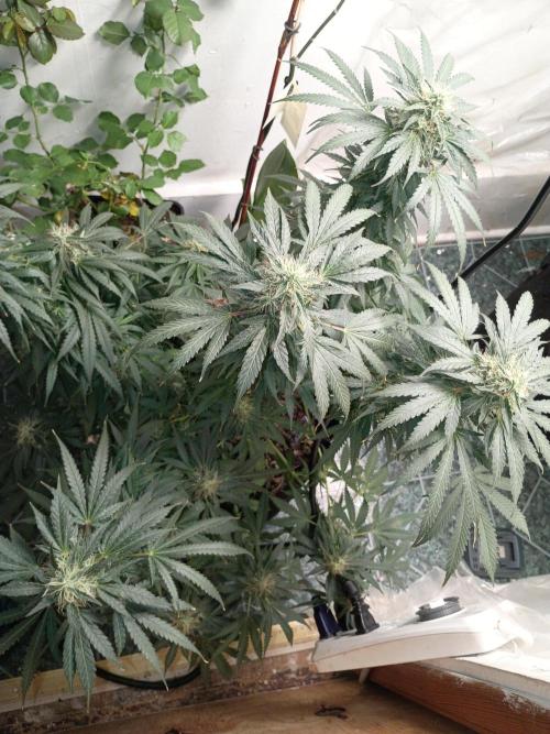 Red Hot Cookies. Week 18