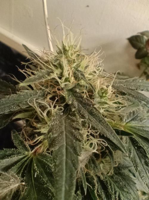 Red Hot Cookies. Week 18