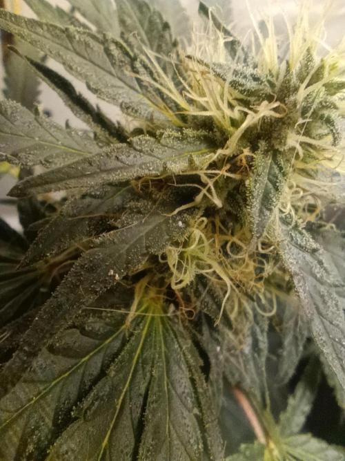 Red Hot Cookies. Week 18