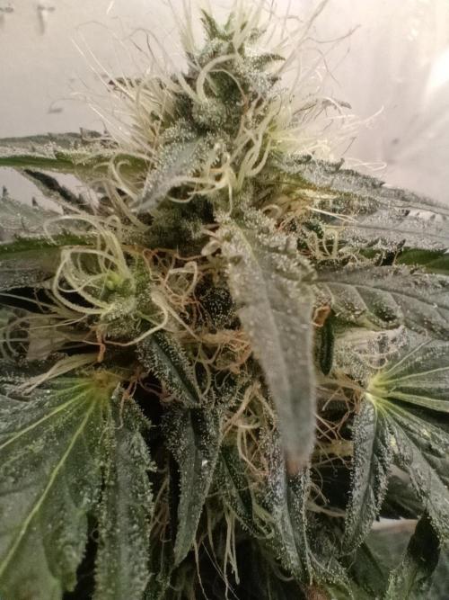 Red Hot Cookies. Week 18