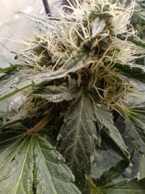 Red Hot Cookies. Week 18