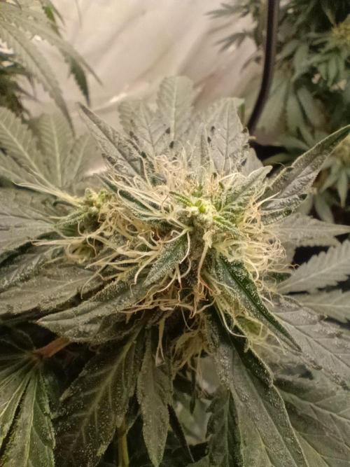 Red Hot Cookies. Week 18