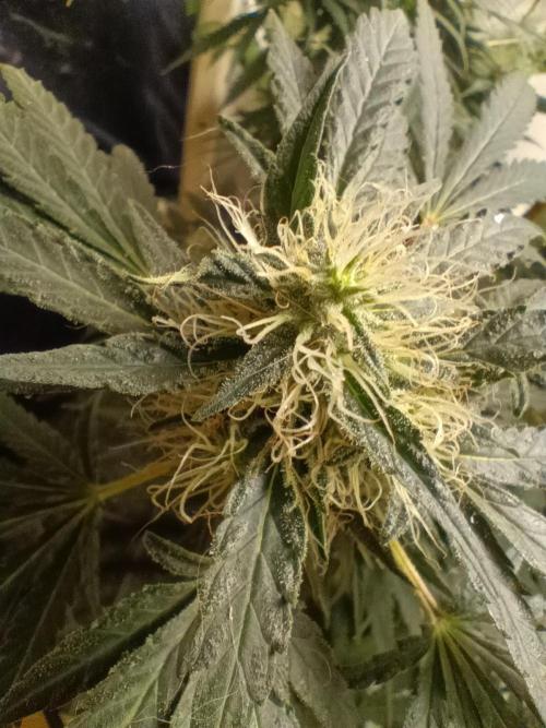Red Hot Cookies. Week 18