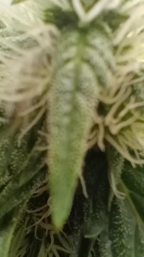 PEYOTE GORILLA