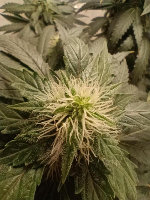 PEYOTE GORILLA. Week 18