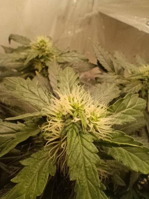 PEYOTE GORILLA. Week 18