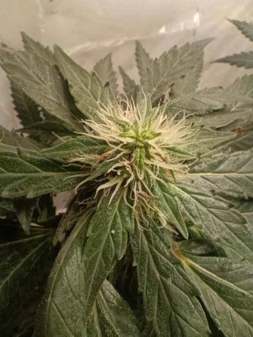 PEYOTE GORILLA. Week 18