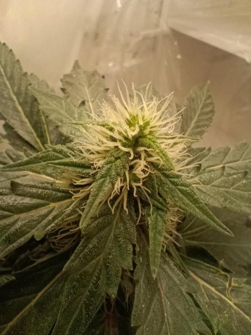 PEYOTE GORILLA. Week 18