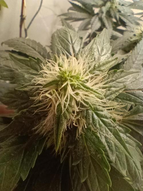 PEYOTE GORILLA. Week 18