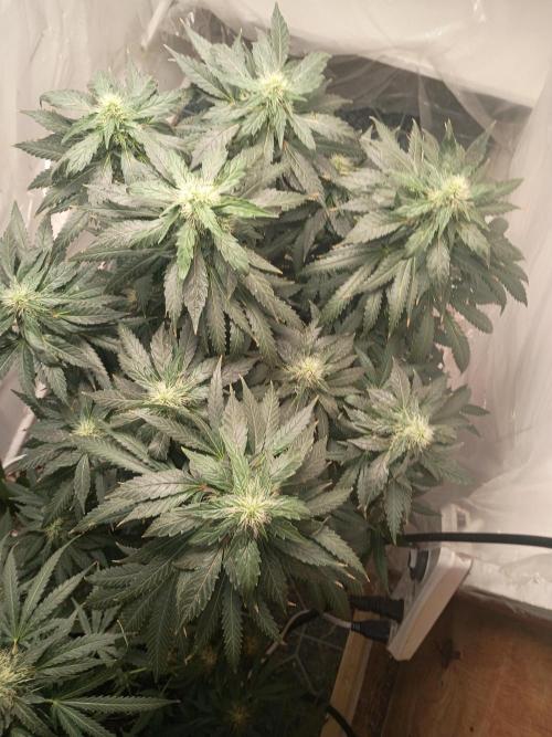 PEYOTE GORILLA. Week 18