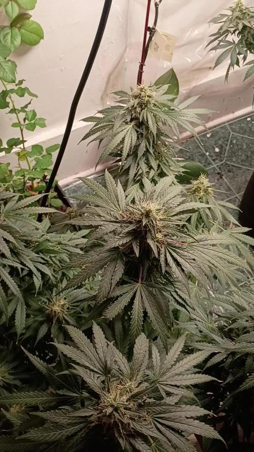 Red Hot Cookies