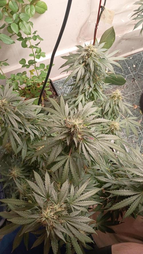Red Hot Cookies. Week 19