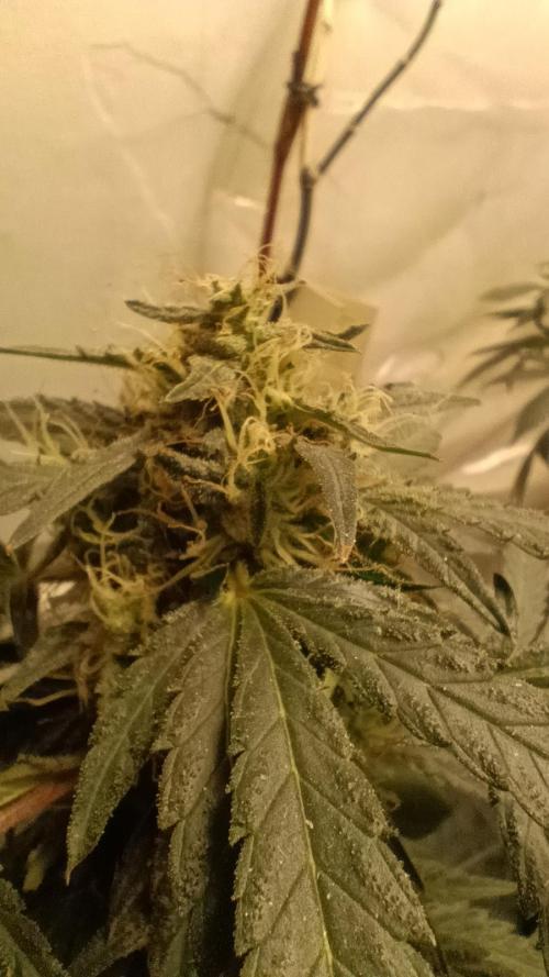 Red Hot Cookies. Week 19