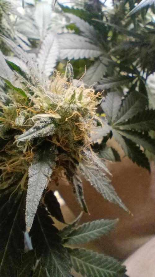 Red Hot Cookies. Week 19