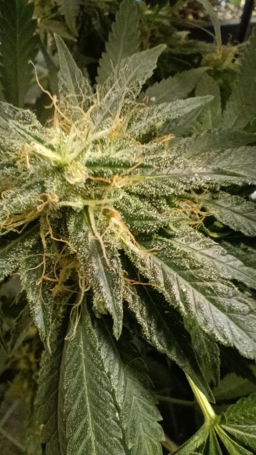 Red Hot Cookies. Week 19