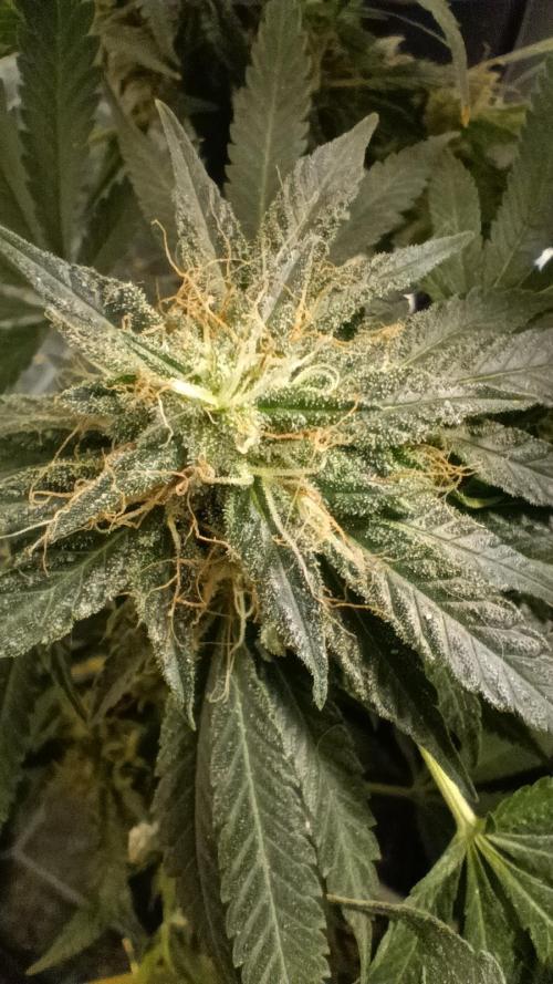 Red Hot Cookies. Week 19