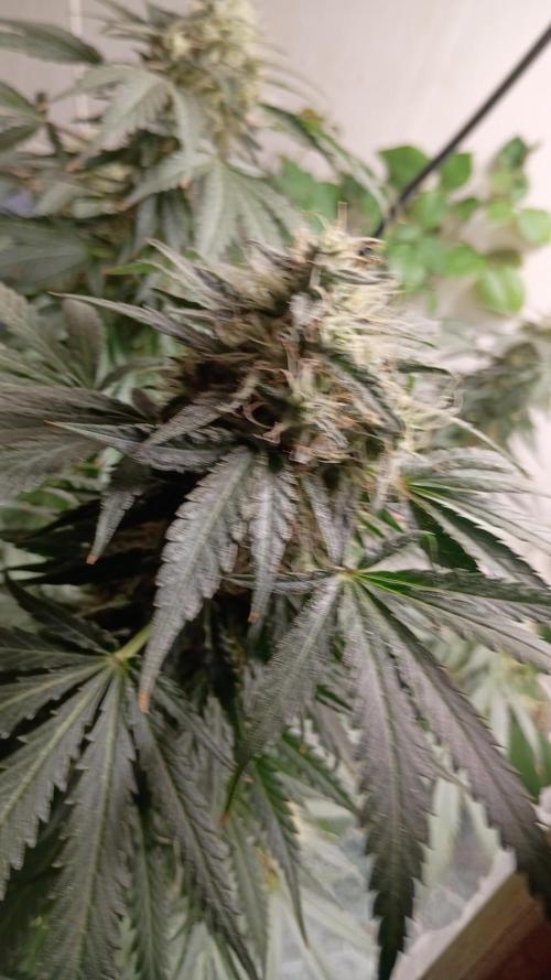Red Hot Cookies. Week 19