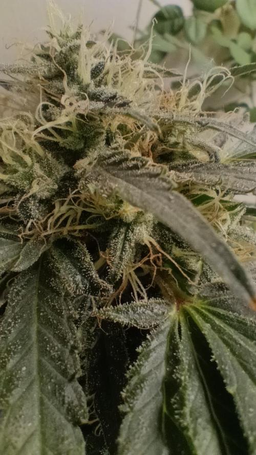 Red Hot Cookies. Week 19