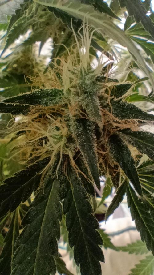 Red Hot Cookies. Week 19
