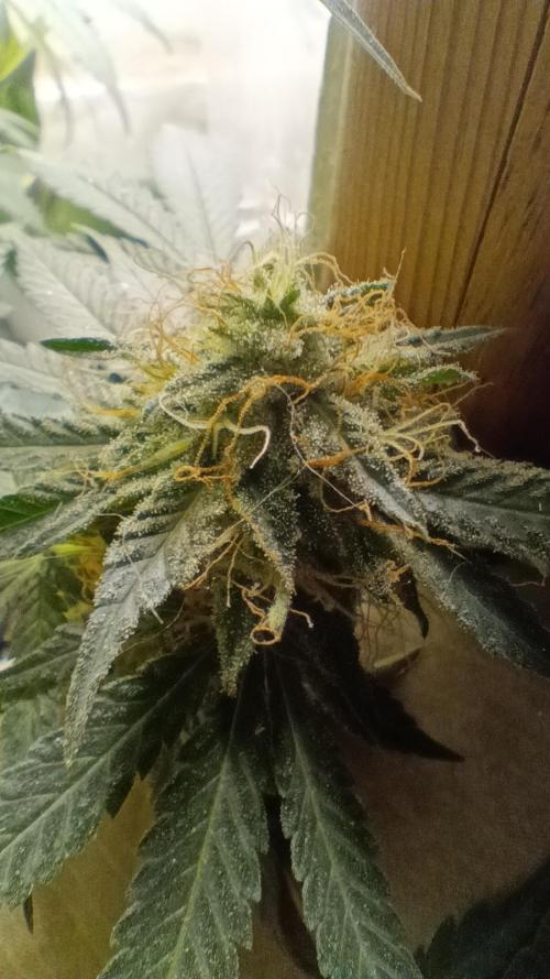 Red Hot Cookies. Week 19
