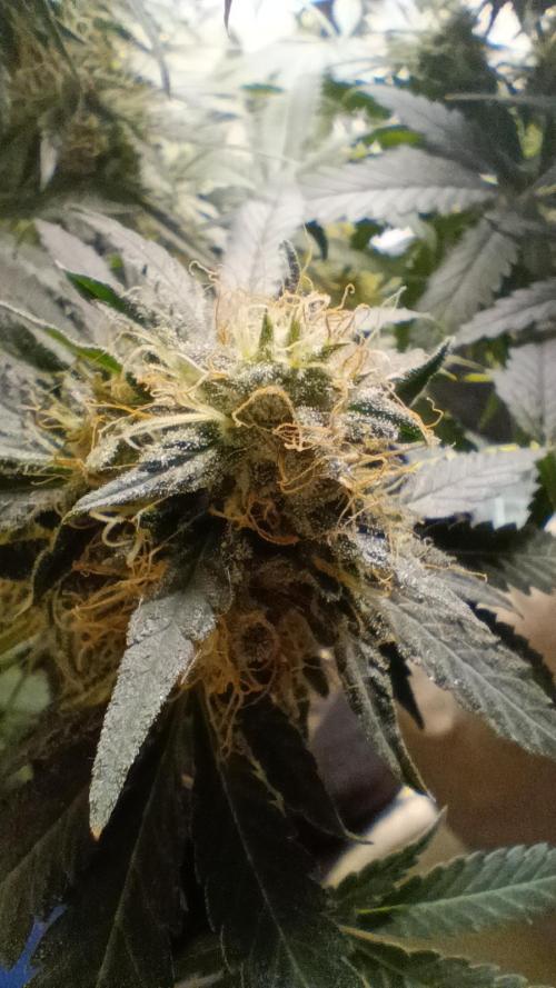 Red Hot Cookies. Week 19