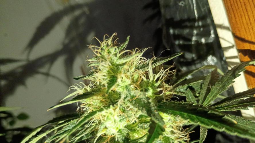 Red Hot Cookies. Week 19