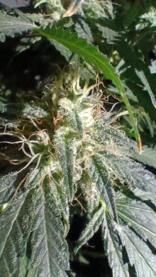 Red Hot Cookies. Week 19