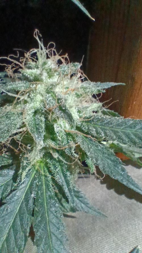 Red Hot Cookies. Week 19