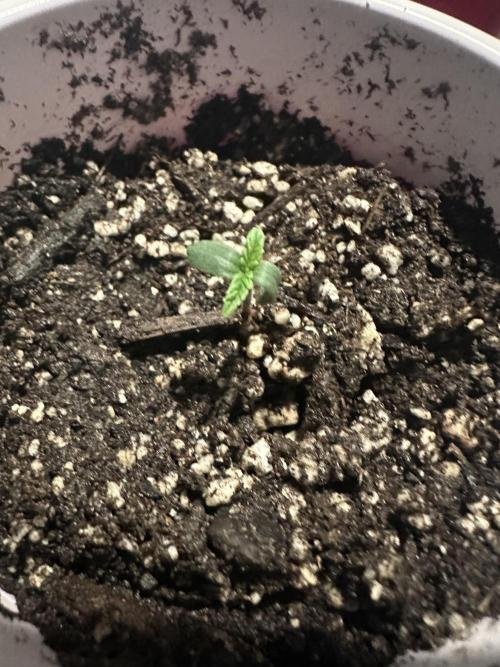 Northern Lights Auto. Week 0