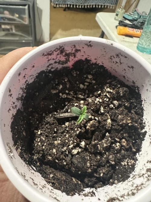 Northern Lights Auto. Week 0