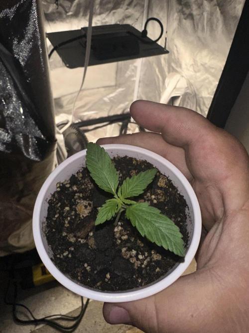 Northern Lights Auto. Week 1