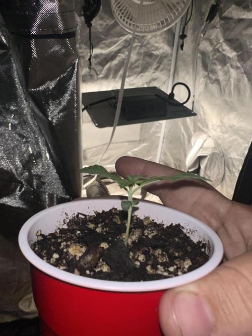 Northern Lights Auto. Week 1