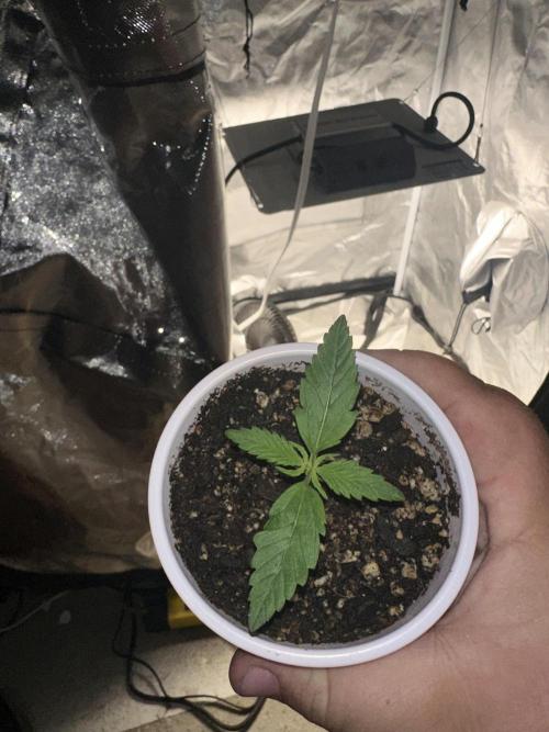 Northern Lights Auto. Week 1