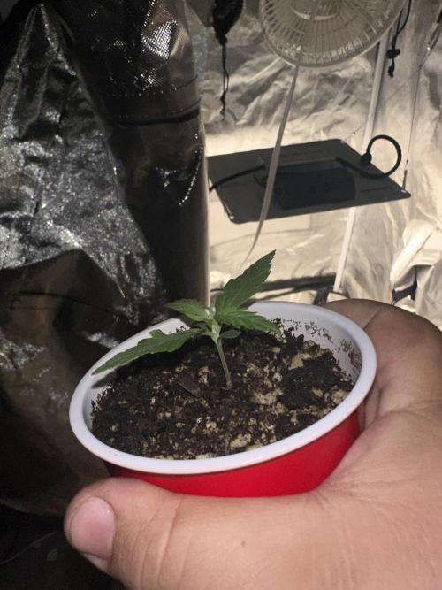 Northern Lights Auto. Week 1