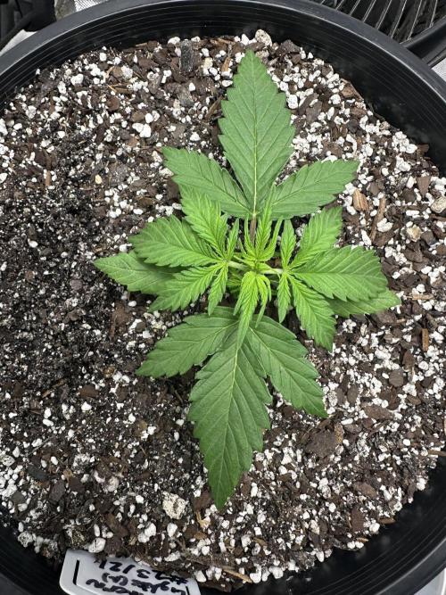 Northern Lights Auto. Week 2