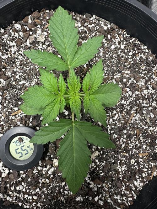 Northern Lights Auto. Week 2