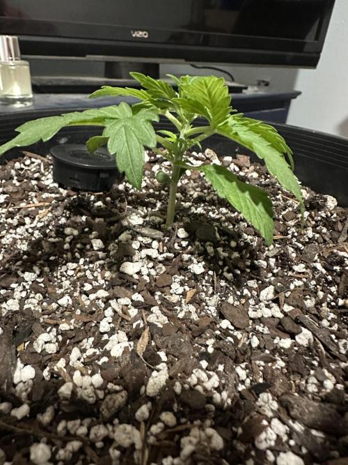 Northern Lights Auto. Week 2