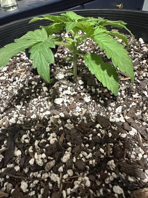 Northern Lights Auto. Week 2