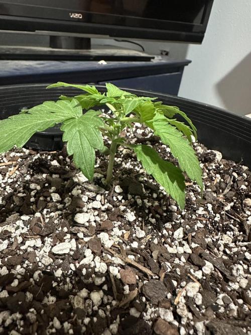 Northern Lights Auto. Week 2