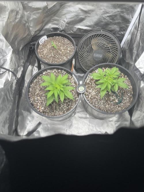 Northern Lights Auto. Week 2