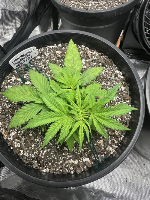 Northern Lights Auto. Week 3