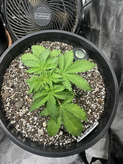 Northern Lights Auto. Week 3