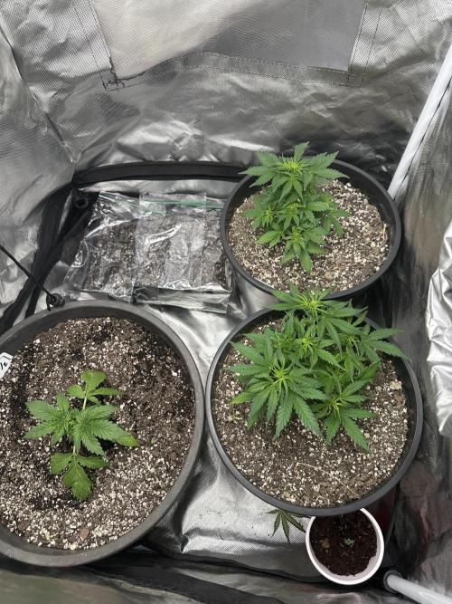 Northern Lights Auto. Week 5