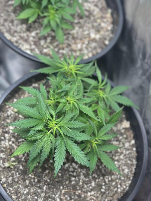 Northern Lights Auto. Week 5