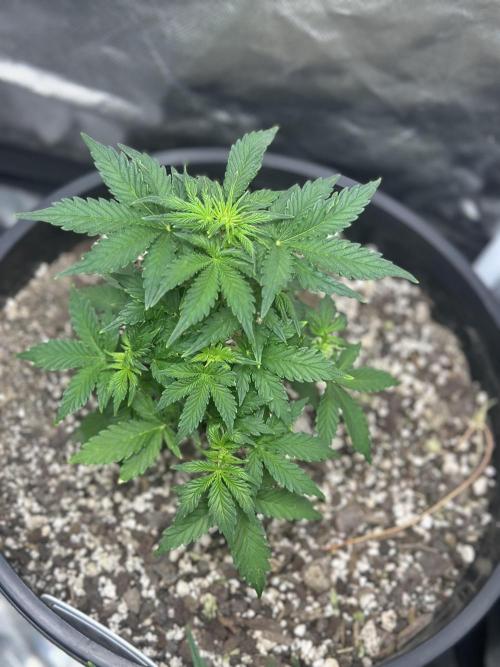 Northern Lights Auto. Week 5