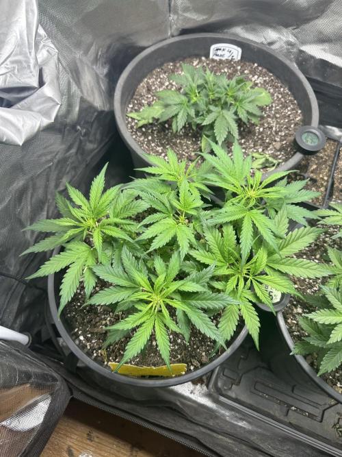 Northern Lights Auto. Week 6